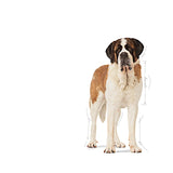 Royal Canin Giant Junior Dog Dry Food 15Kg